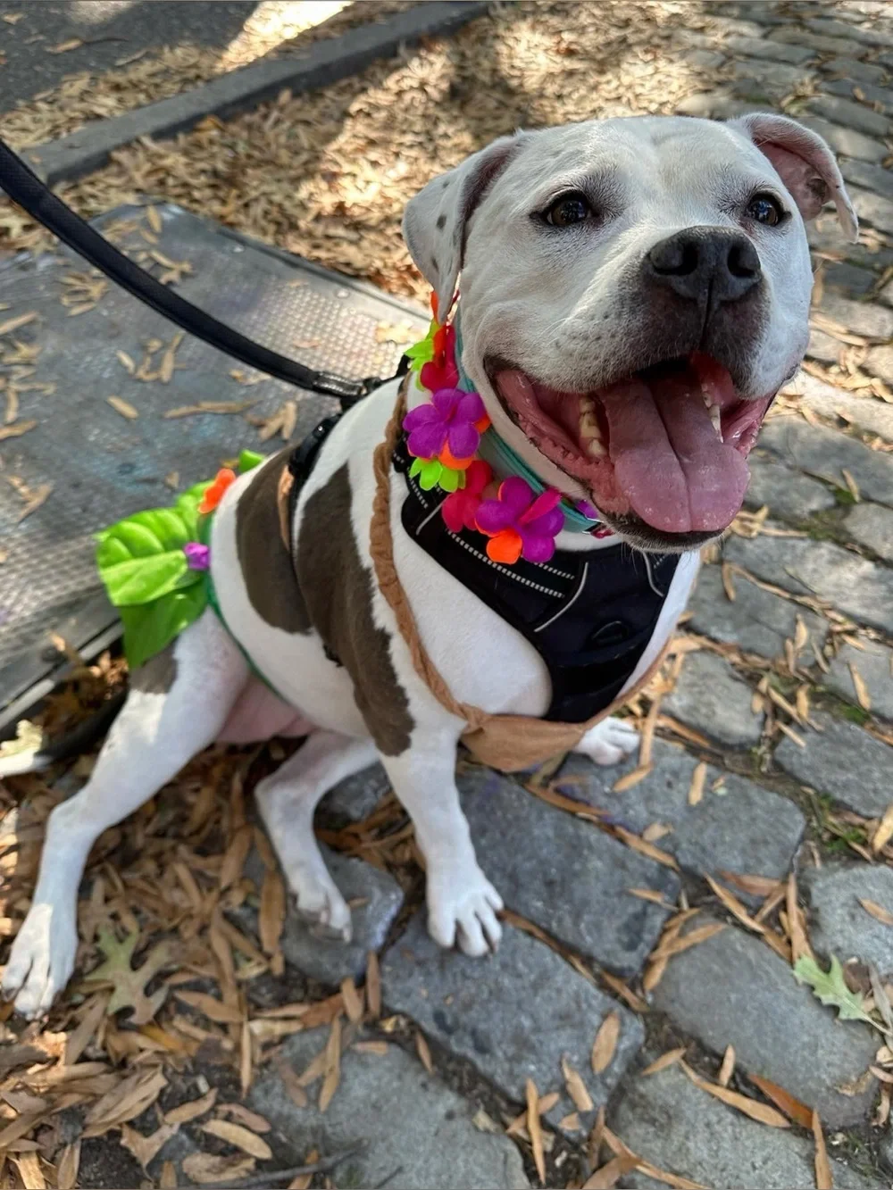 Hula Girl Hawaiian Dog Halloween Costume